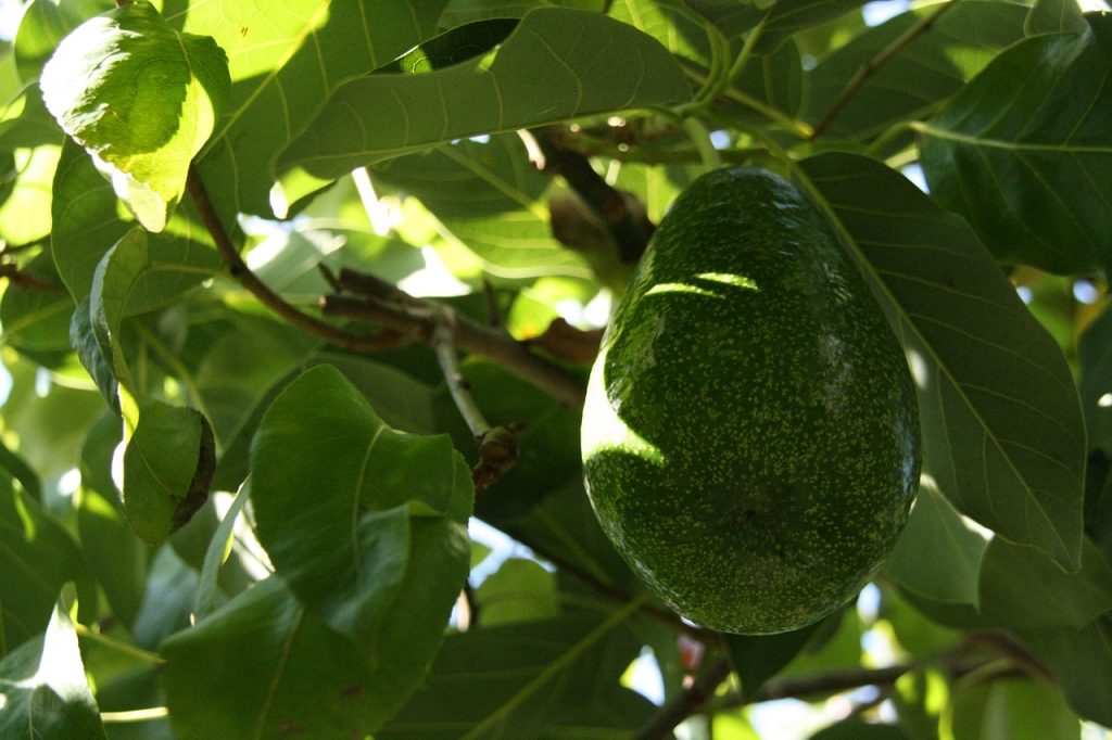 palta hass
